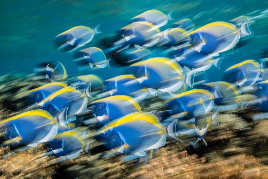 A long exposure image of the frenetic feeding of a school of powderblue surgeonfish (Acanthurus leucosternon) using numbers to invade the territories of the dominant herbivores on a coral reef. Laamu Atoll, Maldives. Indian Ocean.