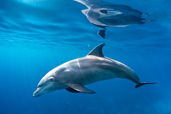 An Indian Ocean bottlenose dolphin (Tursiops adunctus) swims just below the calm surface of the sea. Gubal Island, Egypt. Strait of Gubal, Red Sea.