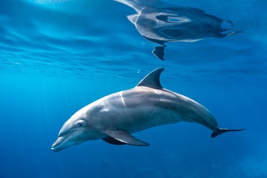 Why Dolphins Have Blurry Vision Under Water