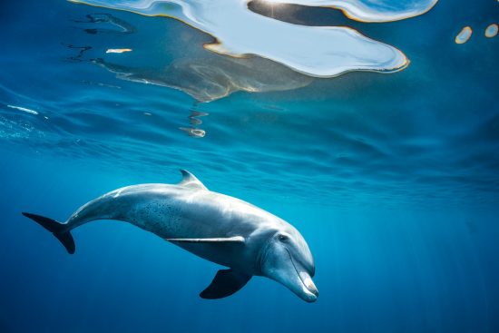 An Indian Ocean bottlenose dolphin (Tursiops adunctus) swims just below the calm surface of the sea. Gubal Island, Egypt. Strait of Gubal, Red Sea.