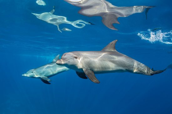 A pair of Indian Ocean bottlenose dolphins (Tursiops adunctus) swim just below the surface. Gubal Island, Egypt. Strait of Gubal, Red Sea.