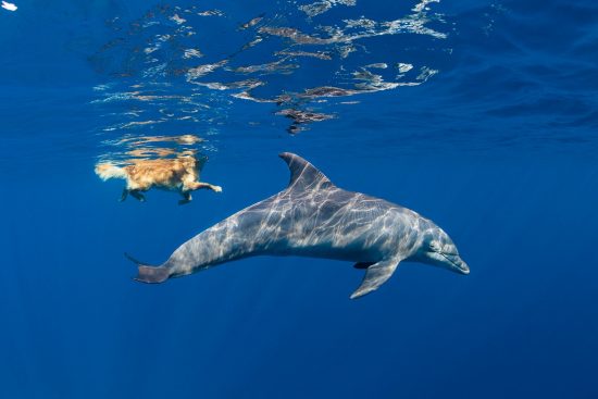 A wild Indian Ocean bottlenose dolphin (Tursiops adunctus) swimming with a golden retriever dog (Canis lupus familiaris), called Antar. The dog lives on a boat in the Red Sea and spends his days watching for dolphins, jumping into the water to swim with them. The dolphins are curious about the Antar and swim up to and around him. Gubal Island, Egypt. Red Sea