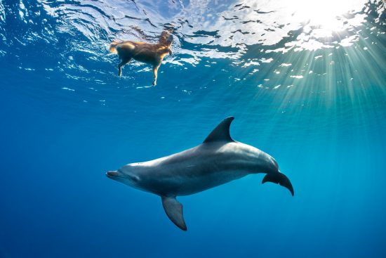 Wild Indian Ocean bottlenose dolphin (Tursiops adunctus) swims below and investigates a golden retriever dog (Canis lupus familiaris), called Antar. The dog lives on a boat in the Red Sea and spends his days watching for dolphins, jumping into the water to swim with them. The dolphins are curious about the Antar and swim up to and around him. Gubal Island, Egypt. Red Sea