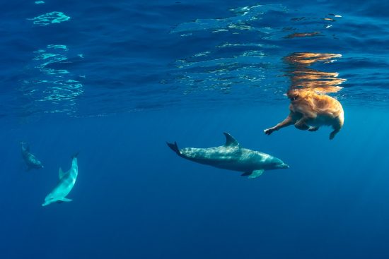 Wild Indian Ocean bottlenose dolphins (Tursiops adunctus) swimming with a golden retriever dog (Canis lupus familiaris), called Antar. The dog lives on a boat in the Red Sea and spends his days watching for dolphins, jumping into the water to swim with them. The dolphins are curious about the Antar and swim up to and around him. Gubal Island, Egypt. Red Sea