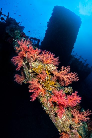 Red soft corals ( Dendronephthya sp.) growing on the fallen mast of the wreck of the Giannis D. Abu Nuhas Reef, Egypt. Strait of Gubal, Red Sea.