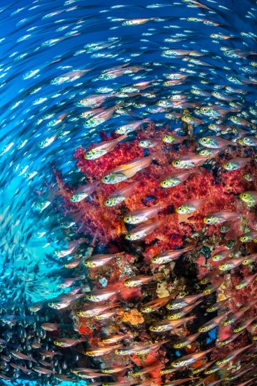 A school of glassfish (golden sweeper: Parapriacanthus ransonneti) swirl past red soft corals (Dendronephthya sp.) growing on the wreck of the Giannis D. Abu Nuhas Reef, Egypt. Strait of Gubal, Red Sea.