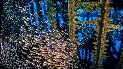 Schools of glassfish (golden sweeper: Parapriacanthus ransonneti) sweeping through the inside of the wreck of the SS Carnatic. Abu Nuhas Reef, Egypt. Strait of Gubal, Red Sea.
Lens distortion correction in Photoshop.