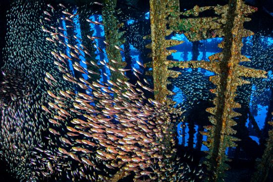 Schools of glassfish (golden sweeper: Parapriacanthus ransonneti) sweeping through the inside of the wreck of the SS Carnatic. Abu Nuhas Reef, Egypt. Strait of Gubal, Red Sea.
Lens distortion correction in Photoshop.