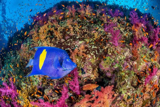 A large yellowbar angelfish (goldbar angelfish: Pomacanthus maculosus) on a coral reef with colourful soft corals (Dendronephthya sp. and Scleronephthya sp.), a coral grouper (Cephalopholis miniata) and anthias (Pseudanthias squamipinnis). Ras Mohammed National Park, Sinai, Egypt. Red Sea