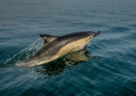 11_Common Dolphin