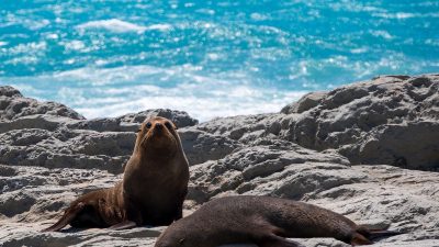 3_NZ Fur Seals Kaikoura