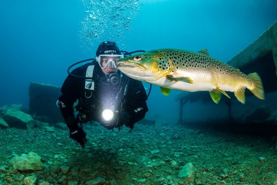 A divers (Caroline Robertson-Brown) watches a large brown trout (Salmo trutta) in a freshwater lake. Capernwray Quarry, Lancashire, England, United Kingdom. British Isles.