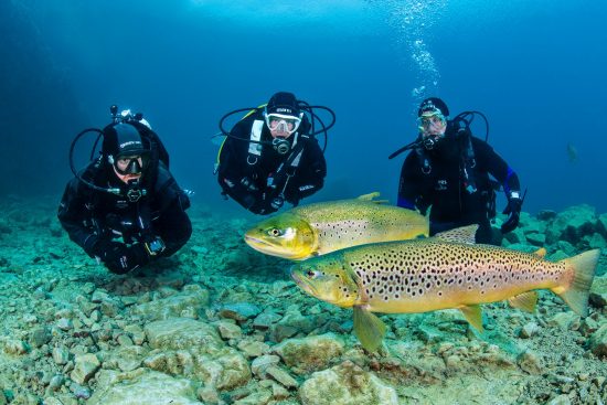 Three divers (Ed Bulmer, Caroline Robertson-Brown, Hennie Kruger) watch large brown trout (Salmo trutta) in a freshwater lake Capernwray Quarry, Lancashire, England, United Kingdom. British Isles.