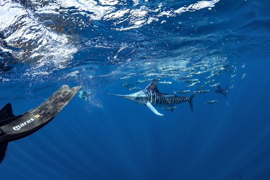 Free diver photographing Striped marlin (Tetrapturus audax) feeding on
sardine's bait ball (Sardinops sagax), Magdalena Bay, West Coast of Baja California, Pacific Ocean, Mexico