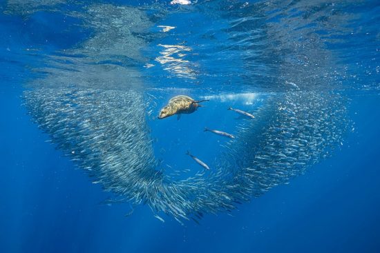California Sea Lion (Zalophus californianus) feeding on
sardine's bait ball (Sardinops sagax), Magdalena Bay, West Coast of Baja California Peninsula, Pacific Ocean, Mexico