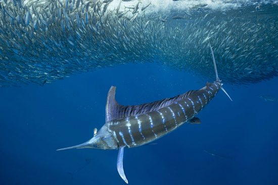 Striped marlin (Tetrapturus audax) feeding on sardine's bait ball (Sardinops sagax), Magdalena Bay, West Coast of Baja California Peninsula, Pacific Ocean, Mexico
