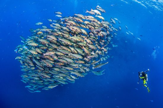 Underwater photographer Valerie Reid photographing a school of bohar snappers (Lutjanus bohar) close to a coral reef. Ras Mohammed, Sinai Egypt. Red Sea.