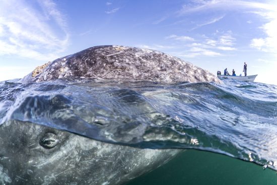 Grey whale (Eschrichtius robustus) surfacing next to whale-watching boat with tourists. Magdalena Bay, Baja California, Mexico.