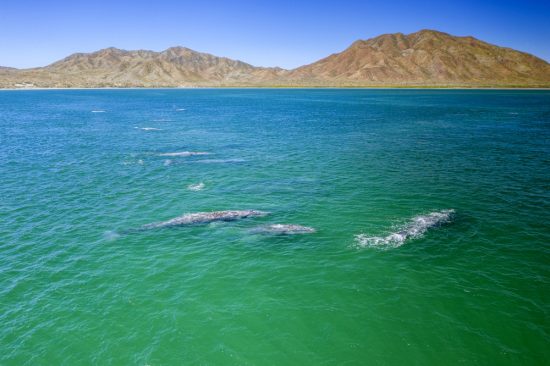 Pod of Grey whale (Eschrichtius robustus) aerial, traveling in shallow water,   Magdalena Bay, Baja California, Mexico.