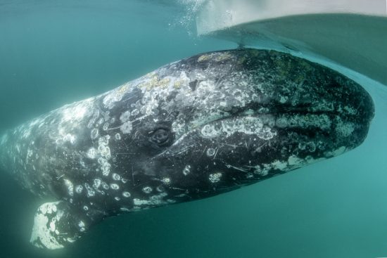 Grey whale (Eschrichtius robustus) underwater under the boat, Magdalena Bay, Baja California, Mexico.