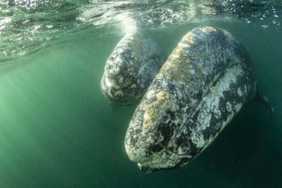 Two Grey whales (Eschrichtius robustus) underwater, Magdalena Bay, Baja California, Mexico.