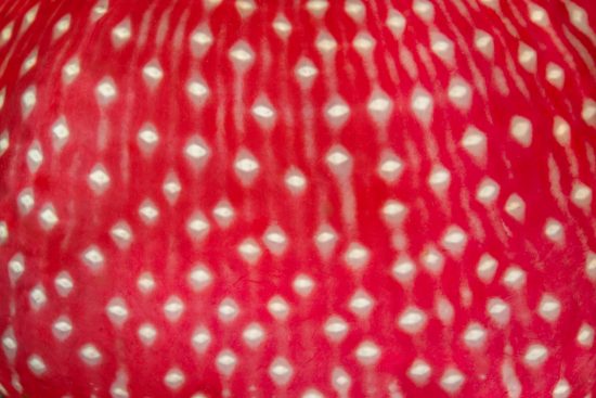 A close up photo of the skirt detail of a white-spotted anemone: strawberry anemone (Utricina lofotensis). Browning Pass, Port Hardy, Vancouver Island, British Columbia, Canada. Queen Charlotte Strait, North East Pacific Ocean.