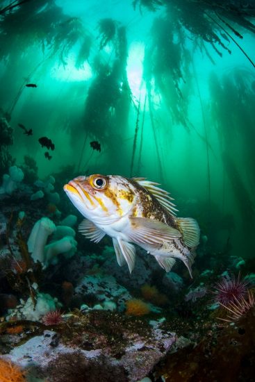 A copper rockfish (Sebastes caurinus) swims through a kelp forest (bull kelp: Nereocystis luetkeana). Browning Pass, Port Hardy, Vancouver Island, British Columbia, Canada. Queen Charlotte Strait, North East Pacific Ocean.
