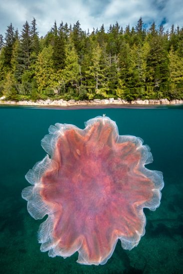A large lion's mane jelly (Cyanea capillata) splite level image with temperate rain forest. Port Hardy, Vancouver Island, British Columbia, Canada. Queen Charlotte Strait, North East Pacific Ocean.