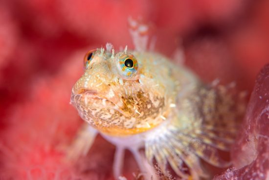 A scalyhead sculpin (Artedius harringtoni) perches on red soft coral (Eunephthya rubiformis). Browning Pass, Port Hardy, Vancouver Island, British Columbia, Canada. Queen Charlotte Strait, North East Pacific Ocean.