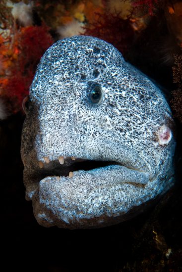 A portrait of an adult, male wolf eel (Anarrhuchthys ocellatus). Port Hardy, Vancouver Island, British Columbia, Canada. Queen Charlotte Strait, North East Pacific Ocean.