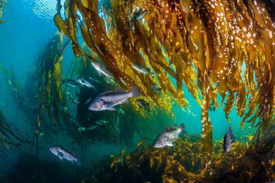 A school of black rockfish (Sebastes melanops) shelter in a bull kelp forest (bullwhip kelp: Nereocystis luetkeana). Browning Pass, Port Hardy, Vancouver Island, British Columbia, Canada. Queen Charlotte Strait, North East Pacific Ocean.