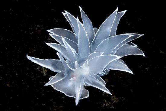 A frosted nudibranch (Dirona albolineata) crawls over seaweed. Browning Pass, Port Hardy, Vancouver Island, British Columbia, Canada. Queen Charlotte Strait, North East Pacific Ocean.