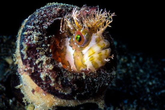 A mosshead warbonnet (Chirolophis nugator) sticks its head out of its home in an old glass boittle. Port Hardy, Vancouver Island, British Columbia, Canada. Queen Charlotte Strait, North East Pacific Ocean.
