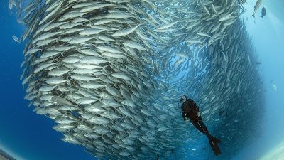 Scuba diver surrounded by shoal of Big-eye jacks (Caranx sexfasciatus), Cabo Pulmo Marine National Park, Baja California Sur, Mexico