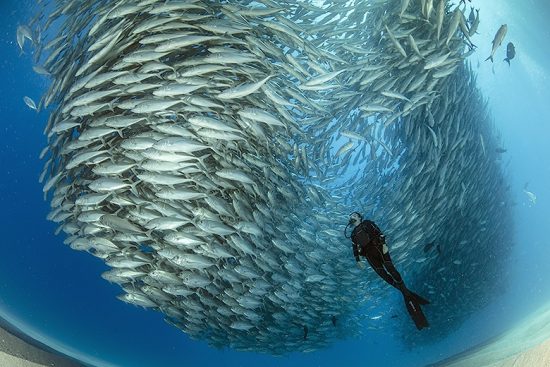 Scuba diver surrounded by shoal of Big-eye jacks (Caranx sexfasciatus), Cabo Pulmo Marine National Park, Baja California Sur, Mexico