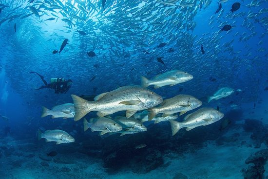 Scuba diver swim between shoal of Dog snapper, (Lutjanus novemfasciatus) and shoal of Big-eye jacks (Caranx sexfasciatus), Cabo Pulmo Marine National Park, Baja California Sur, Mexico