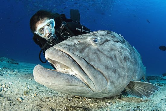 Scuba diver with big Gulf grouper (Mycteroperca jordani), Cabo Pulmo Marine National Park, Baja California Sur, Mexico