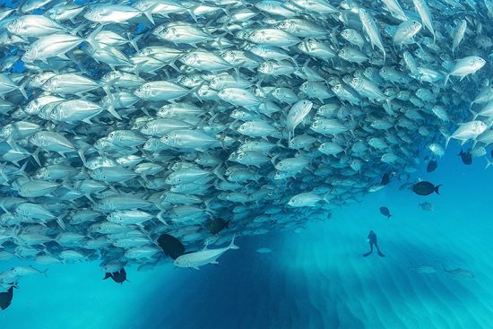 Scuba diver on the sandy bottom surrounded by shoal of Big-eye jacks (Caranx sexfasciatus), Cabo Pulmo Marine National Park, Baja California Sur, Mexico