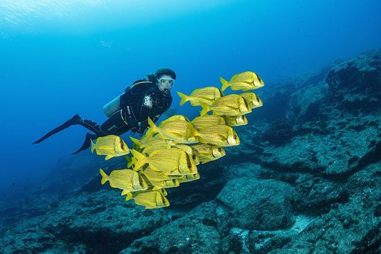 Scuba diver with shoal of colorful yellow fish Panamic porkfish (Anisotremus taeniatus), Cabo Pulmo Marine National Park, Baja California Sur, Mexico