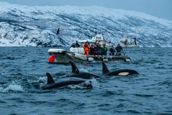 A boat of divers watches a pod of orcas (killer whale: Orcinus orca) in a fjord in winter. The orcas gather here in large numbers to hunt herring. Skjervoy, Troms, Norway. Arctic Circle. Barents Sea, Arctic Ocean.