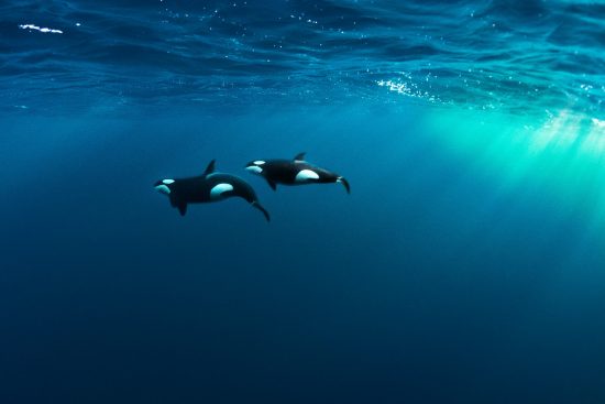 A pair of orcas (killer whale: Orcinus orca) swimming beneath the surface. Skjervoy, Troms, Norway. Arctic Circle. Barents Sea, Arctic Ocean.