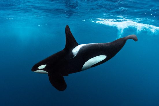 A male orca (killer whale: Orcinus orca) in the Arctic. Skjervoy, Troms, Norway. Arctic Circle. Barents Sea, Arctic Ocean.