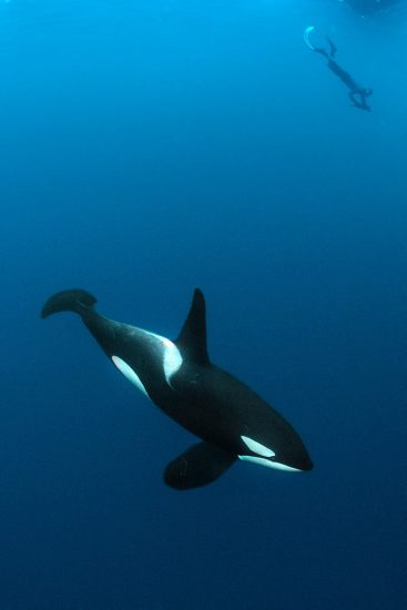 A male orca (killer whale: Orcinus orca) in the Arctic with free diver. Skjervoy, Troms, Norway. Arctic Circle. Barents Sea, Arctic Ocean.