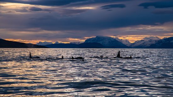 A pod of orcas (killer whale: Orcinus orca) in a sheltered fjord. Skjervoy, Troms, Norway. Arctic Circle. Barents Sea, Arctic Ocean.