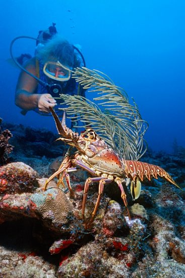 A diver (John Birk) encounters a spiny lobster (Panulirus argus) on a coral reef. Antigua, British West Indies. Caribbean Sea