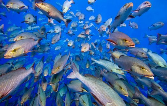 A school of bohar snappers (two-spot snappers: Lutjanus bohar). Shark Reef, Ras Mohammed Marine Park, Sinai, Egypt. Red Sea.