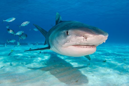 A large female tiger shark (Galeocerdo cuvier) in shallow water. Little Bahama Bank, Bahamas. Tropical West Atlantic Ocean.