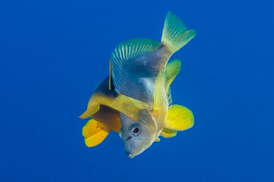 A pair of yellowbelly hamlets (Hypoplectrus aberrans) spawning at dusk (artifically backlit). Hamlets are one of the few vertebrate species that are true hermaphrodites, here the fish in the foreground is acting as a female, but this pair spawned again minutes later with the roles reversed. George Town, Grand Cayman, Cayman Islands, British West Indies. Caribbean Sea.