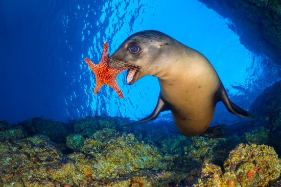 A sea lion pup (California sea lion: Japanese sea lion: Zalophus californianus) uses a seastar (Panamic cushion star: Cortez starfish: Pentaceraster cumingi) as a toy. The sealions pickup the starfish and then drop them and chase after them as they sink. Los Islotes, La Paz, Baja California Sur, Mexico. Sea of Cortez, Gulf of California, East Pacific Ocean.