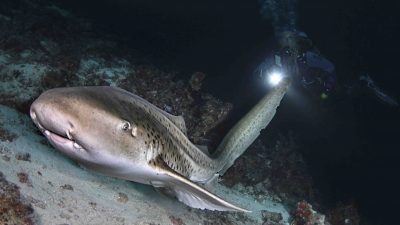 Leopard shark blog